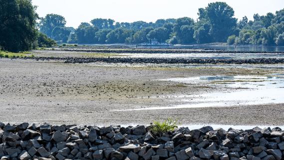 Hund mit Stein in der Donau ertränkt