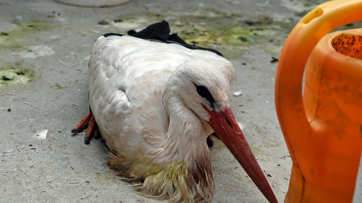 Flugunfähig und dehydriert: Völlig entkräfteter Storch in Erlangen gerettet