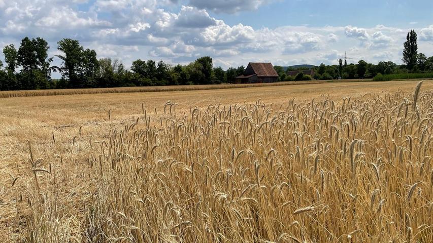 Die Ernte gehört traditionell zum Sommerfest im Freilandmuseum.