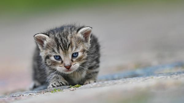 Kätzchen auf Erkundungstour