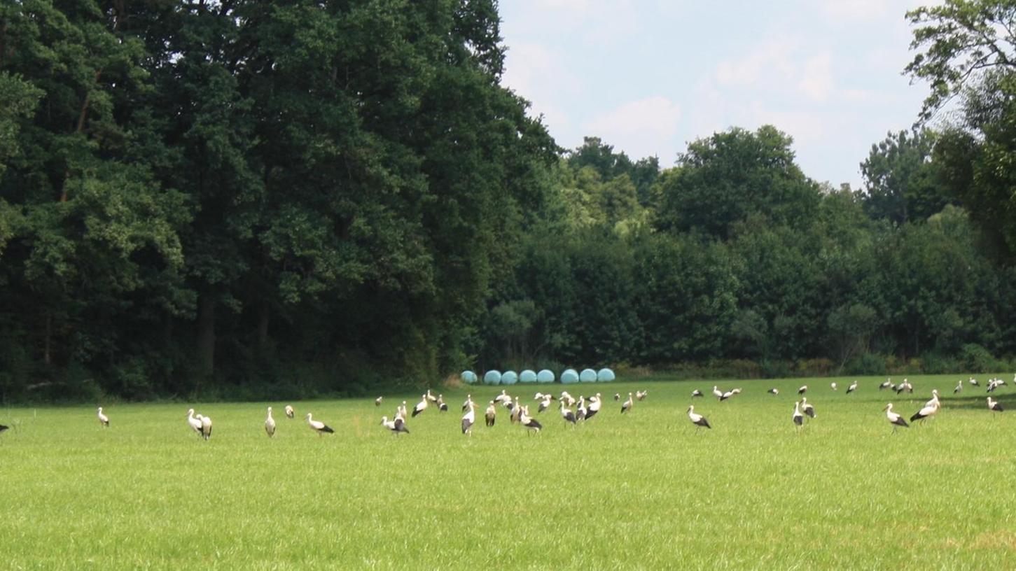 78 Störche auf einer gerade gewässerten Wiese bei Neuses.
78 Störche auf einer gerade gewässerten Wiese bei Neuses.
