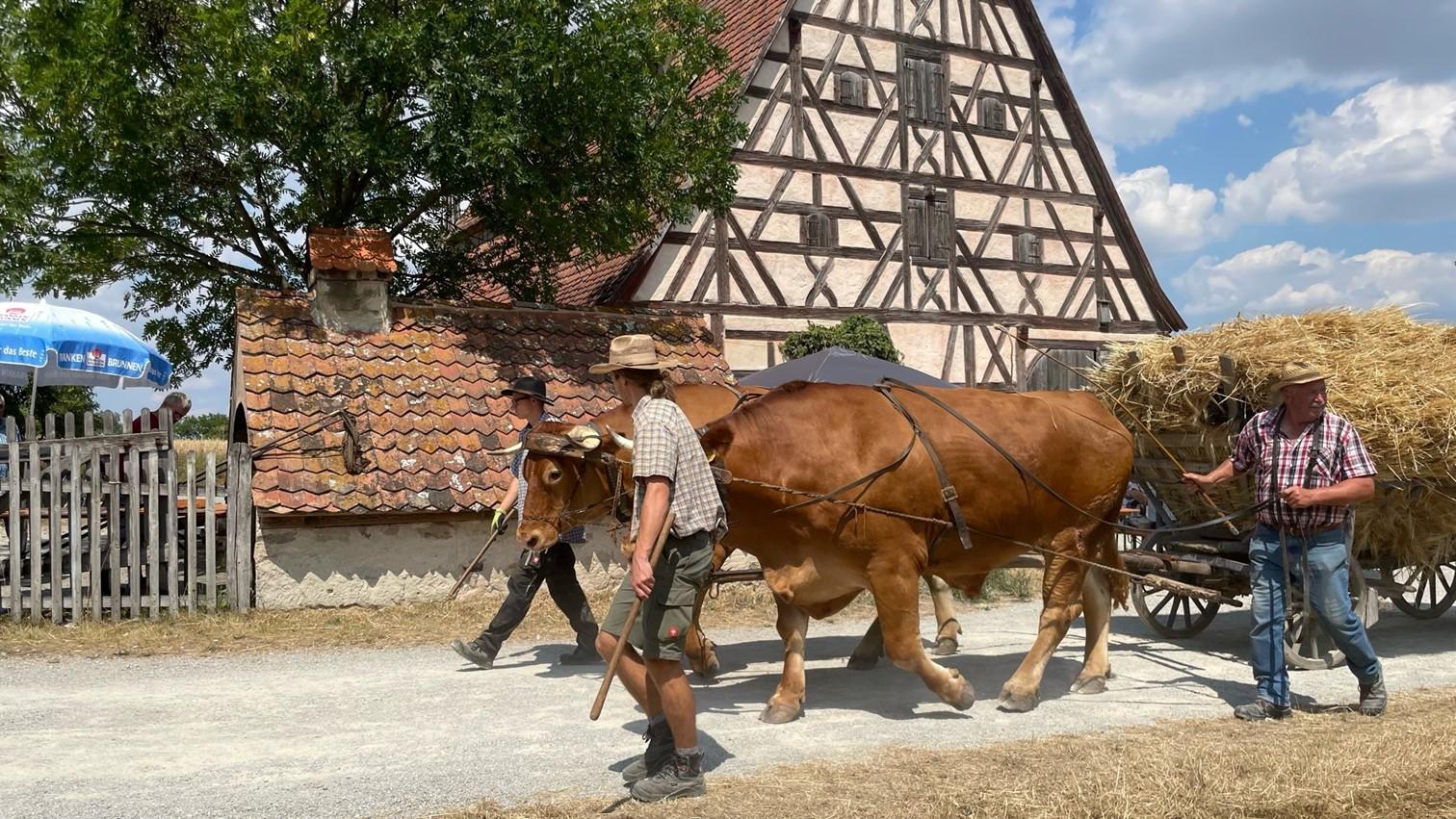 Bei der Feldarbeit oder Umzügen müssen die beiden Jungtiere sowie der etwa eine Tonne schwere ältere Ochse Moritz ganz schön schuften.