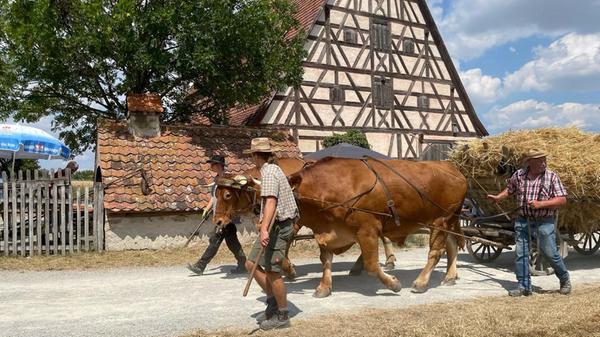 Bei der Feldarbeit oder Umzügen müssen die beiden Jungtiere sowie der etwa eine Tonne schwere ältere Ochse Moritz ganz schön schuften.