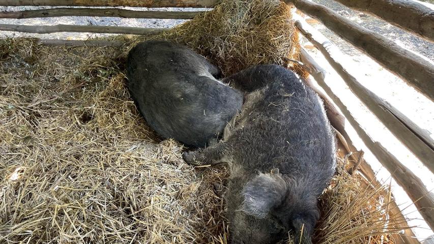 Bei der Hitze schlummerten die Wollschweine da dann doch lieber im Schatten. 
