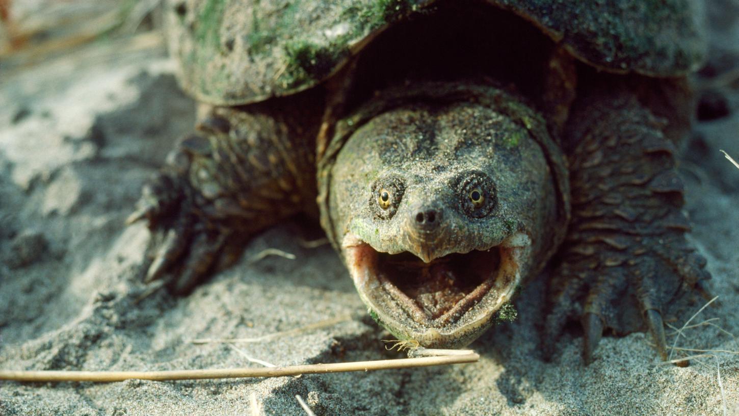 Schnappschildkröten sind für ihren scharfen Schnabel bekannt. Damit können sie problemlos Zehen und Finger abbeißen. (Symbolbild) Schnappschildkröten sind für ihren scharfen Schnabel bekannt. Damit können sie problemlos Zehen und Finger abbeißen. (Symbolbild)
