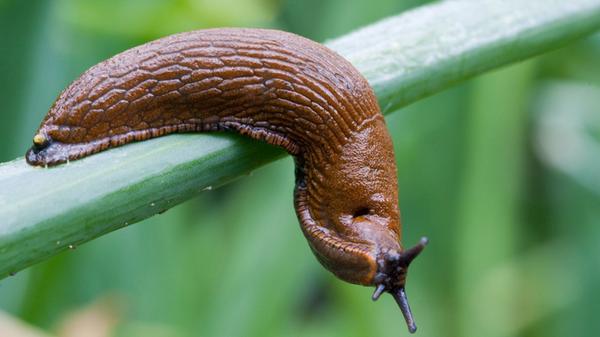 Spanische Wegschnecke