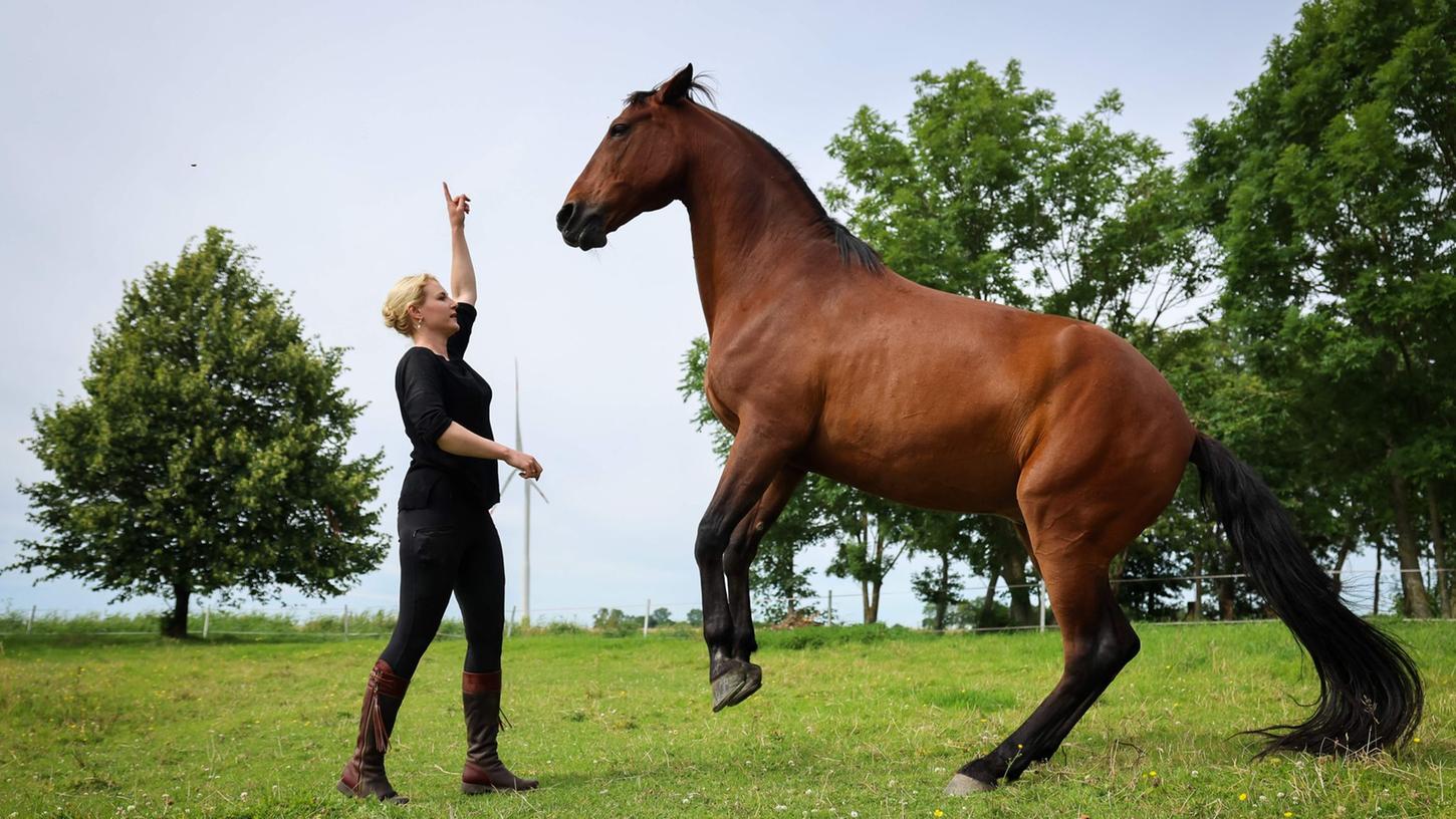 Sophie Graf, Pferdetrainerin, lässt bei einer Übung das Pferd "Chico" auf der Weide ihres Pferdezentrums in Dithmarschen steigen. Sophie Graf, Pferdetrainerin, lässt bei einer Übung das Pferd "Chico" auf der Weide ihres Pferdezentrums in Dithmarschen steigen.