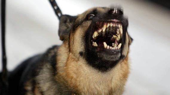 Treuchtlingen: Hund beißt Zehnjährigem in den Oberschenkel - PETA fordert Hundeführerschein