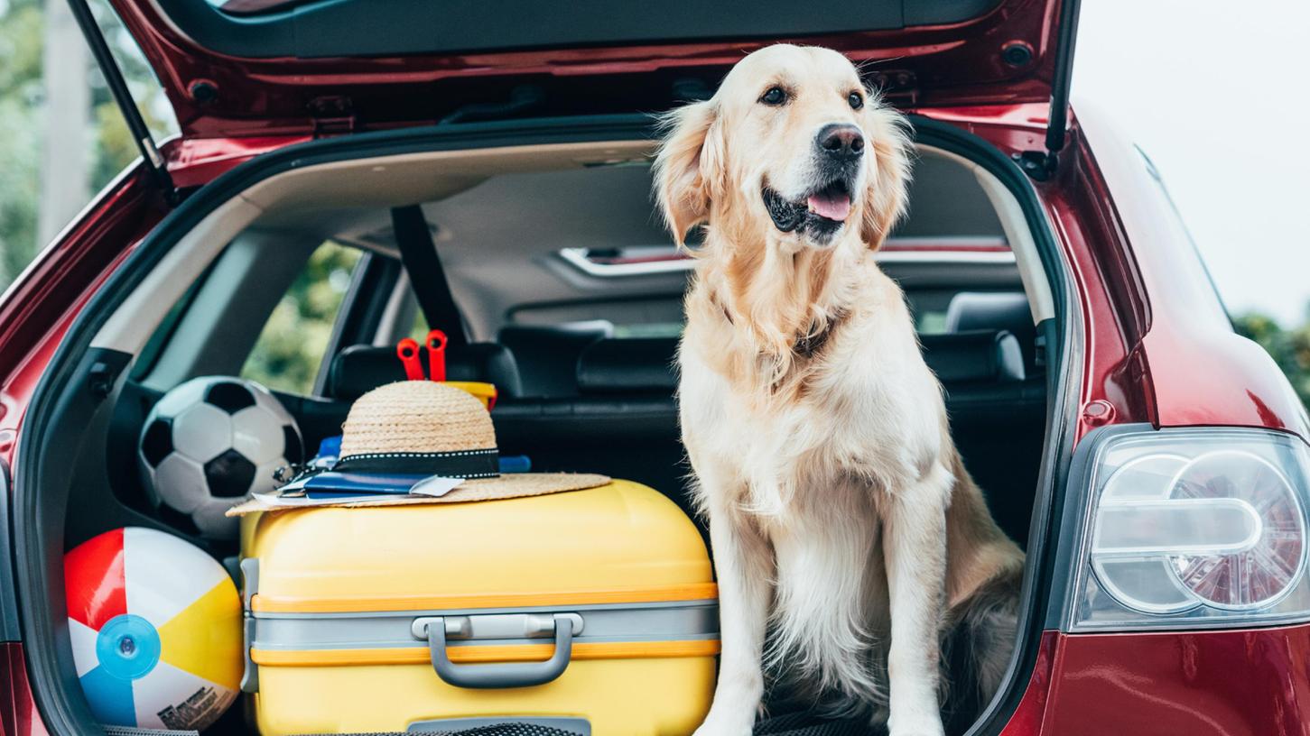 Bereit für den Sommerurlaub: Wer mit Hund verreist, muss vorher einiges vorbereiten.
Bereit für den Sommerurlaub: Wer mit Hund verreist, muss vorher einiges vorbereiten.