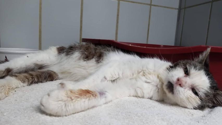 Der getigert-weiße Kater, der am 20. Juli in Berngau in der Lindenstraße auf einer Wiese lag, ist schon gut im Seniorenalter und er benötigte dringend Hilfe. Offenbar setzte ihm die Hitze arg zu und eine Anwohnerin brachte ihn erst einmal in Sicherheit, kümmerte sich um ihn, und dann brachte sie ihn ins Tierheim Neumarkt. Leider hat dieser Kater keinerlei Kennzeichnung, so dass seine Besitzer, die sich vielleicht Sorgen um ihn machen, nicht verständigt werden können. Wer kennt diesen Kater oder wer weiß, wem er gehört? Das Tierheim Neumarkt ist trotz der erfolgten Lockerungen noch immer bis auf Weiteres für Besucher, Gassigeher und Katzenstreichler geschlossen. Besuche und Tiervermittlungen können nur nach vorheriger telefonischer Terminvereinbarung stattfinden. Das Büro ist täglich (außer an Sonn- und Feiertagen) von 14.30 bis 17 Uhr unter der Telefonnummer (0 91 81) 2 28 62 erreichbar. In Notfällen und im Falle von Fundtieren ist das Tierheim ebenfalls unter dieser Telefonnummer erreichbar. Hier geht es zur Internet-Seite des Tierheims
Der getigert-weiße Kater, der am 20. Juli in Berngau in der Lindenstraße auf einer Wiese lag, ist schon gut im Seniorenalter und er benötigte dringend Hilfe. Offenbar setzte ihm die Hitze arg zu und eine Anwohnerin brachte ihn erst einmal in Sicherheit, kümmerte sich um ihn, und dann brachte sie ihn ins Tierheim Neumarkt. Leider hat dieser Kater keinerlei Kennzeichnung, so dass seine Besitzer, die sich vielleicht Sorgen um ihn machen, nicht verständigt werden können. Wer kennt diesen Kater oder wer weiß, wem er gehört? Das Tierheim Neumarkt ist trotz der erfolgten Lockerungen noch immer bis auf Weiteres für Besucher, Gassigeher und Katzenstreichler geschlossen. Besuche und Tiervermittlungen können nur nach vorheriger telefonischer Terminvereinbarung stattfinden. Das Büro ist täglich (außer an Sonn- und Feiertagen) von 14.30 bis 17 Uhr unter der Telefonnummer (0 91 81) 2 28 62 erreichbar. In Notfällen und im Falle von Fundtieren ist das Tierheim ebenfalls unter dieser Telefonnummer erreichbar. Hier geht es zur Internet-Seite des Tierheims