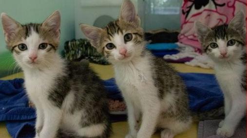 Auch diese Katzenkinder suchen neues Zuhause. „Es sind verspielte, freundliche und spitzbübische Wirbelwinde, sowie schüchterne und vorsichtige Zeitgenossen dabei“, heißt es vom Tierheim. Die Jungtiere werden nur zu zweit oder zu einer vorhandenen Katze in Wohnungshaltung vermittelt. Mehr Informationen gibt es beim Tierheim Nürnberg, Stadenstraße 90, 90491 Nürnberg, Telefon (0911) 919890.
Auch diese Katzenkinder suchen neues Zuhause. „Es sind verspielte, freundliche und spitzbübische Wirbelwinde, sowie schüchterne und vorsichtige Zeitgenossen dabei“, heißt es vom Tierheim. Die Jungtiere werden nur zu zweit oder zu einer vorhandenen Katze in Wohnungshaltung vermittelt. Mehr Informationen gibt es beim Tierheim Nürnberg, Stadenstraße 90, 90491 Nürnberg, Telefon (0911) 919890.