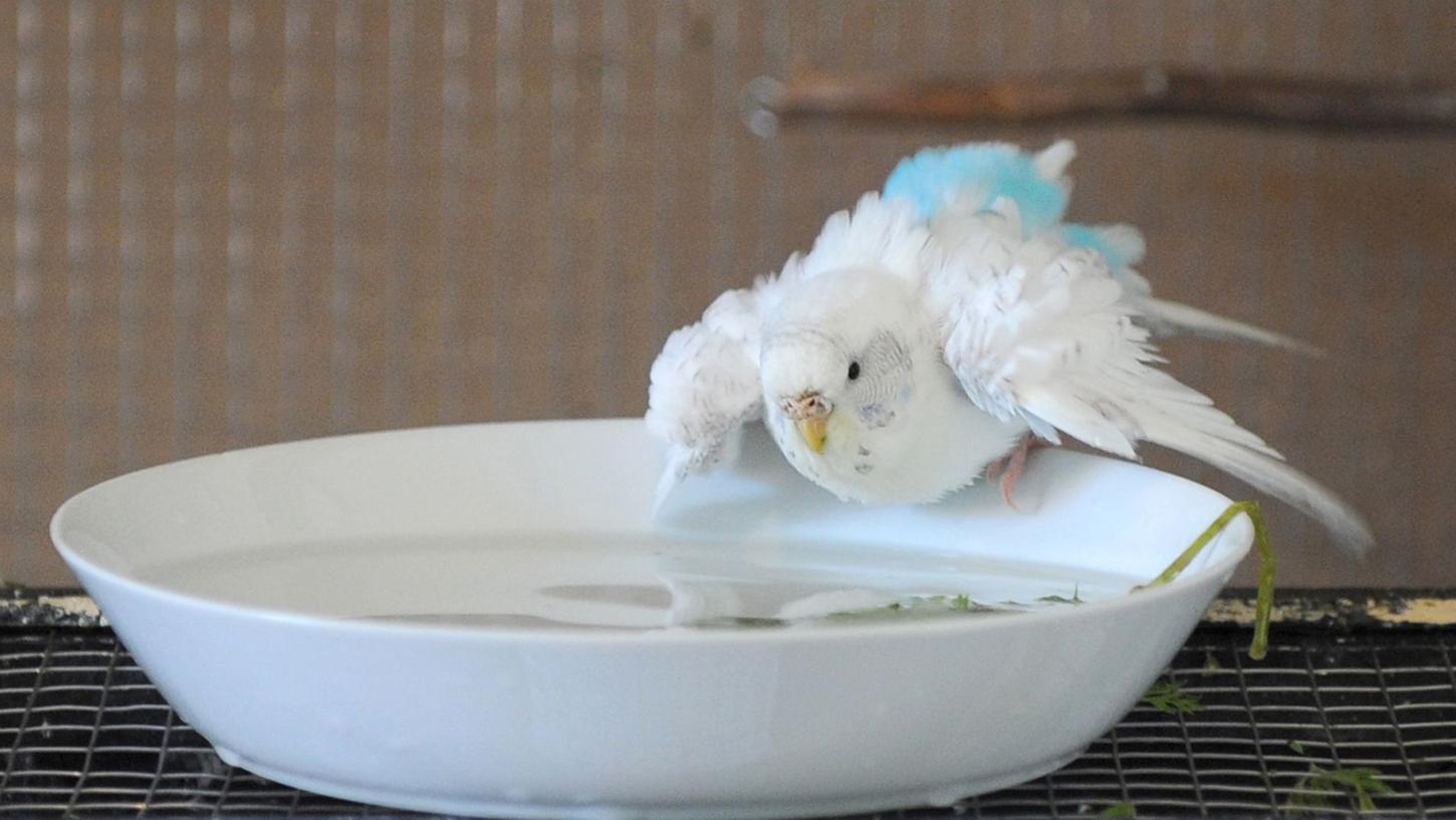 Vögel mögen meist geräumige Badewannen, in denen sie ihre Flügel ausbreiten können. Vögel mögen meist geräumige Badewannen, in denen sie ihre Flügel ausbreiten können.