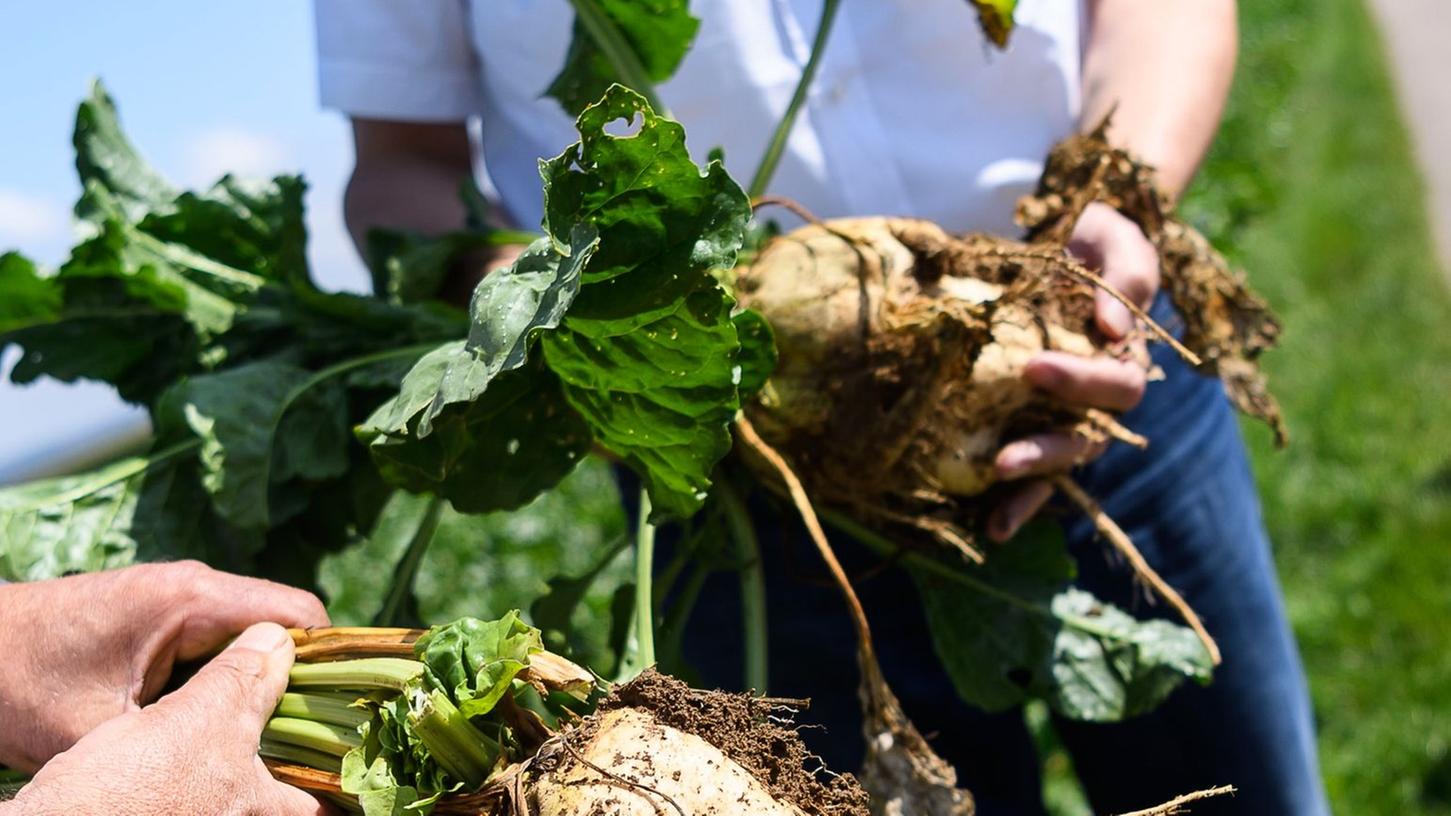 Zuckerrüben wachsen unter der Erde. Sie werden ausgekocht, um Zucker zu gewinnen. Zuckerrüben wachsen unter der Erde. Sie werden ausgekocht, um Zucker zu gewinnen.