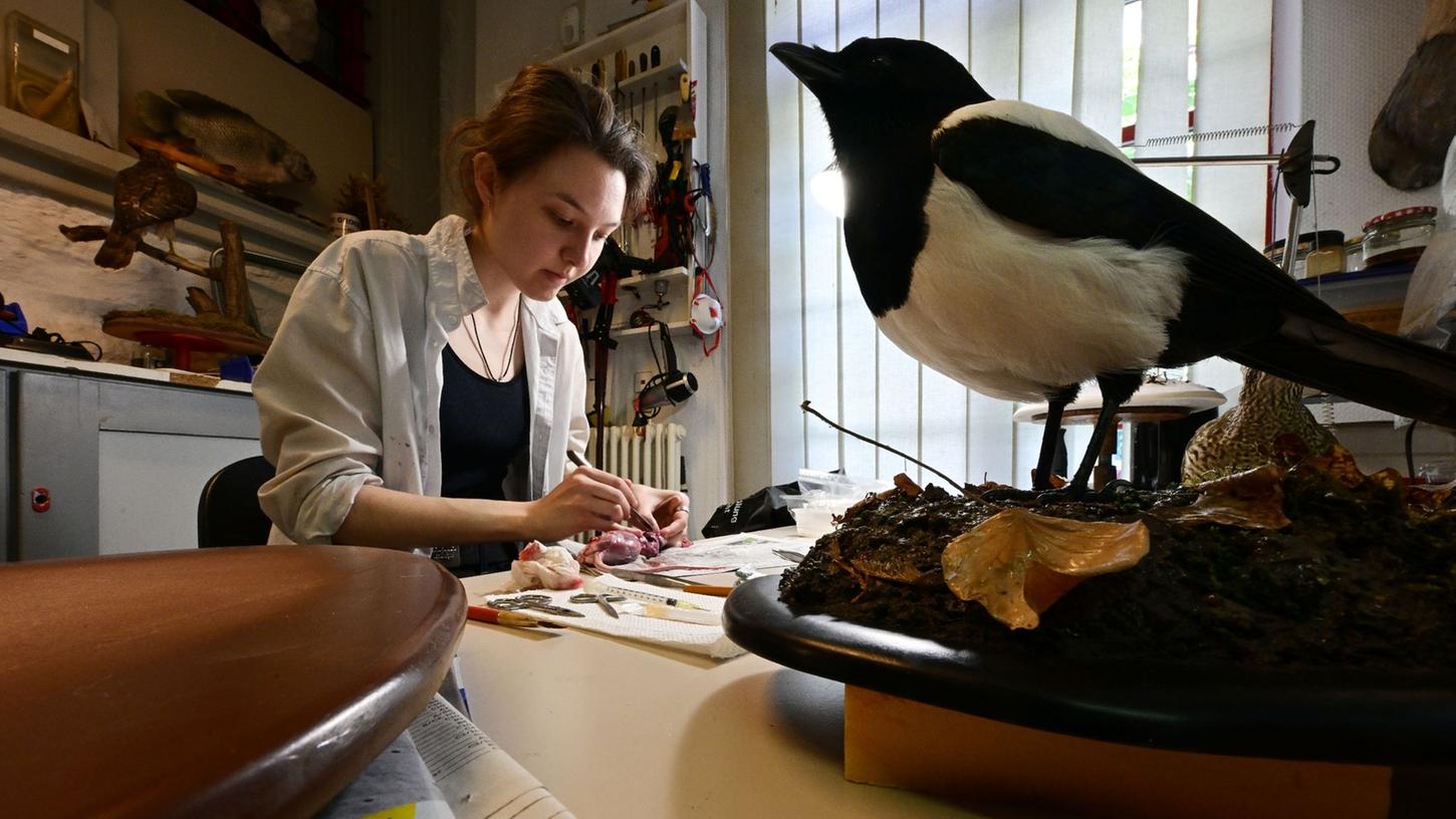 Corinna Seifert, Auszubildende im Bereich Präparation im Naturkundemuseum Erfurt, arbeitet in der Werkstatt an einer Ratte.