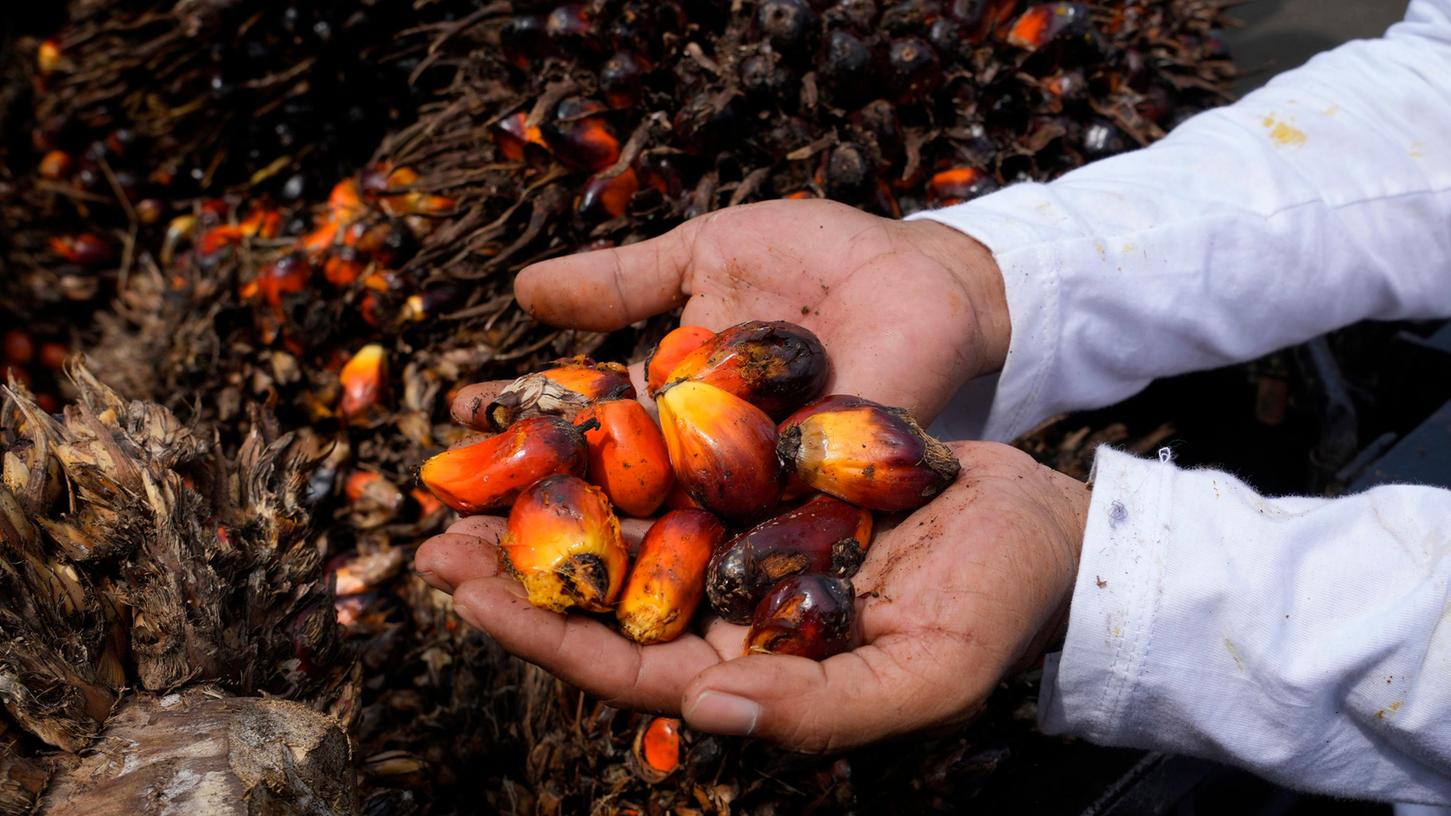 So sehen die Kerne der Palmölfrüchte aus, aus denen das Öl gewonnen wird.
