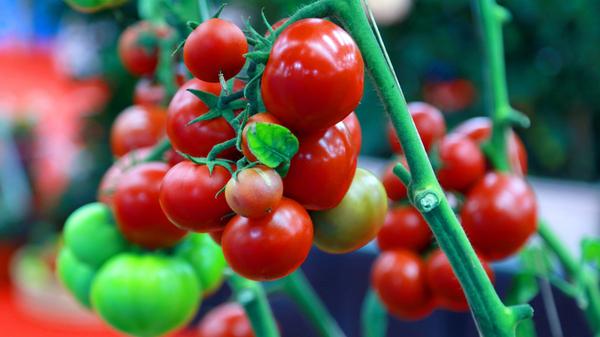 Der Cocktail "Bloody Mary" wird den meisten bekannt sein - doch wie sieht es mit Tomatenbier aus? Dieses wird in Japan hergestellt: Für 25 Liter Bier werden 10 Kilogramm Tomaten, zwei Kilo Sellerie sowie Basilikum verarbeitet. Der beim Einkochen entstandene Sud der Tomaten wird zum Schluss mit einem naturtrüben Starkbier vermengt. Bevor es ausgeschenkt werden kann, muss es eine Woche im Kessel reifen.