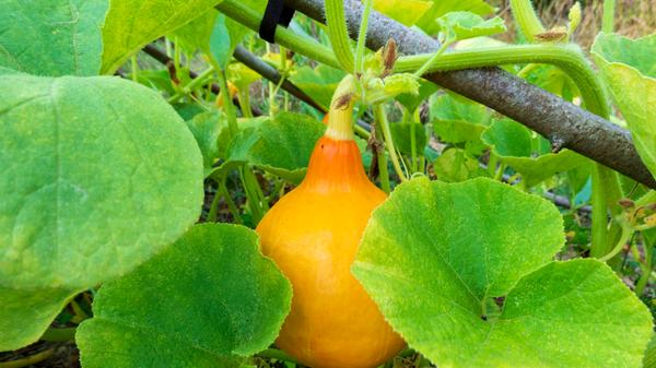 Bier aus Kürbis-Ale? Das soll bereits im 17. Jahrhundert in den USA entstanden sein. Der Grund: Kürbisse waren günstiger als Getreide, weswegen es von der ärmeren Landbevölkerung bevorzugt wurde. Das Kürbisbier wird auch heute noch für kurze Zeit in der Herbstsaison gebraut und erfreut sich besonders an Halloween großer Beliebtheit. Der besondere Geschmack des Bieres kann mit verschiedenen Gewürzen wie Muskat, Zimt, Nelken oder Vanille verfeinert werden - und auch die Möglichkeiten der Verarbeitung sind zahlreich.