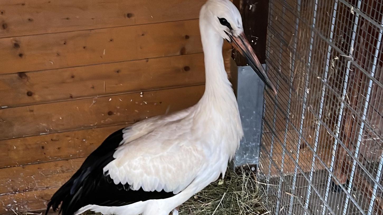 Der verletzte Jungstorch kam in die Obhut des Forchheimer Tierheims.