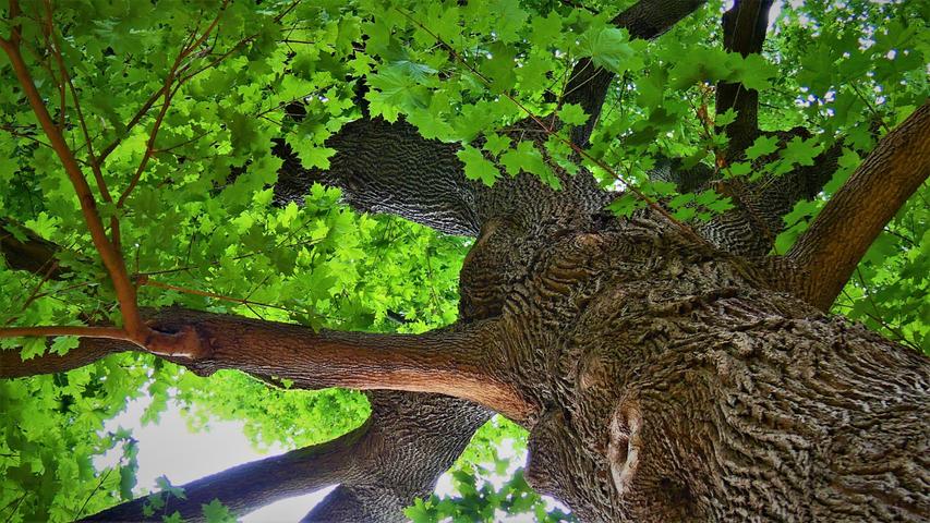 Beeindruckend: Blick in die Krone eines mächtigen Ahornbaumes.
