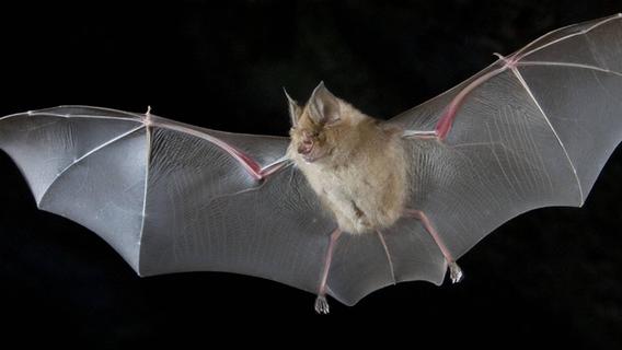 Batmans Rückkehr: Darum gibt es in diesem Jahr so viele Fledermäuse