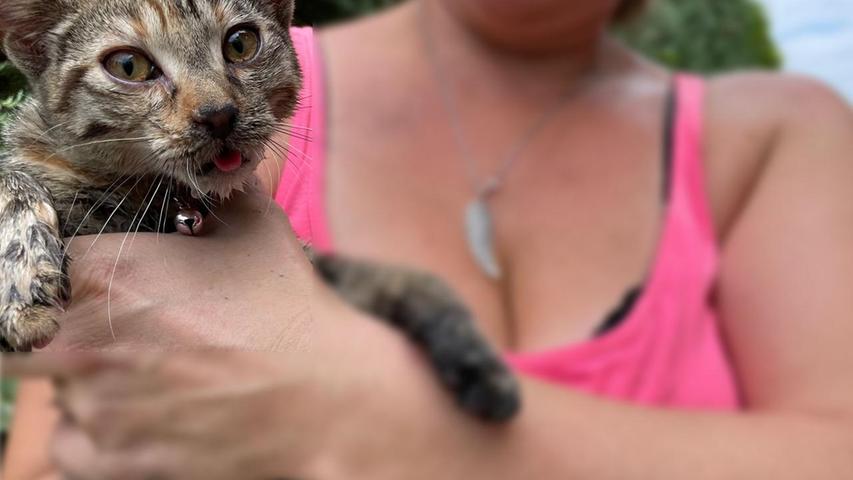 Eine junge Katze konnte gerettet werden.
Eine junge Katze konnte gerettet werden.