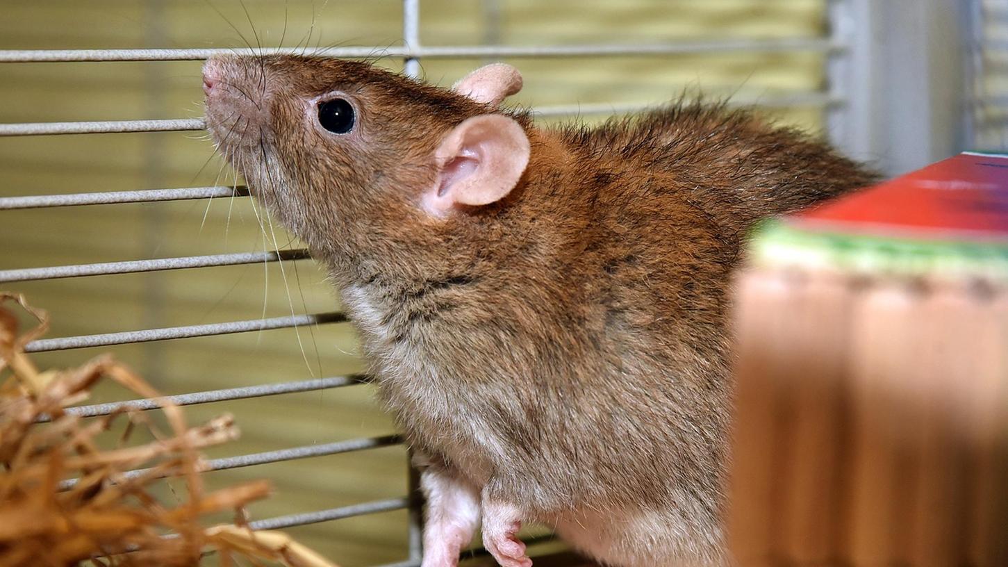 Weil er auf sadistische Weise mehr als 20 Ratten und Vögel tötete, muss ein Mann ins Gefängnis. (Symbolbild)