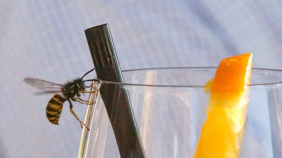 Mythos oder nicht: Funktioniert der Papierknäuel-Trick gegen Wespen?