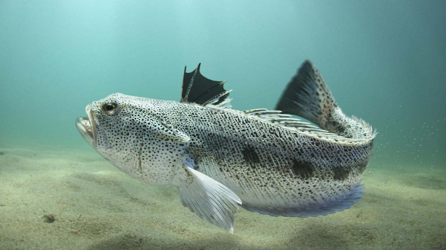 Petermännchen sind giftige Fische, die unter anderem an der Nord- und Ostsee und im Mittelmeer verbreitet sind.