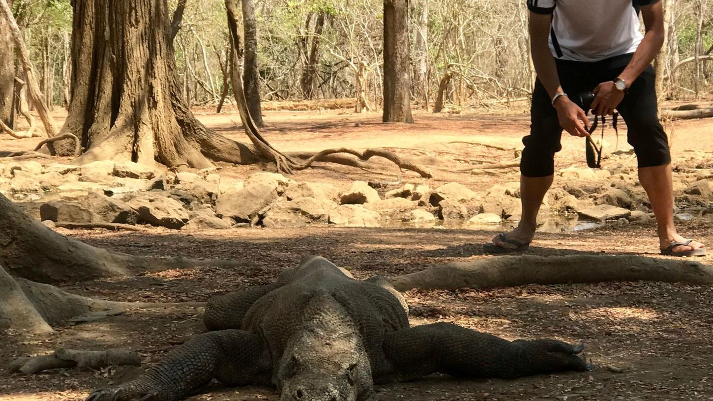 Ein Tourist nähert sich auf der "Drachen-Insel" einem Komodowaran. Ein Tourist nähert sich auf der "Drachen-Insel" einem Komodowaran.