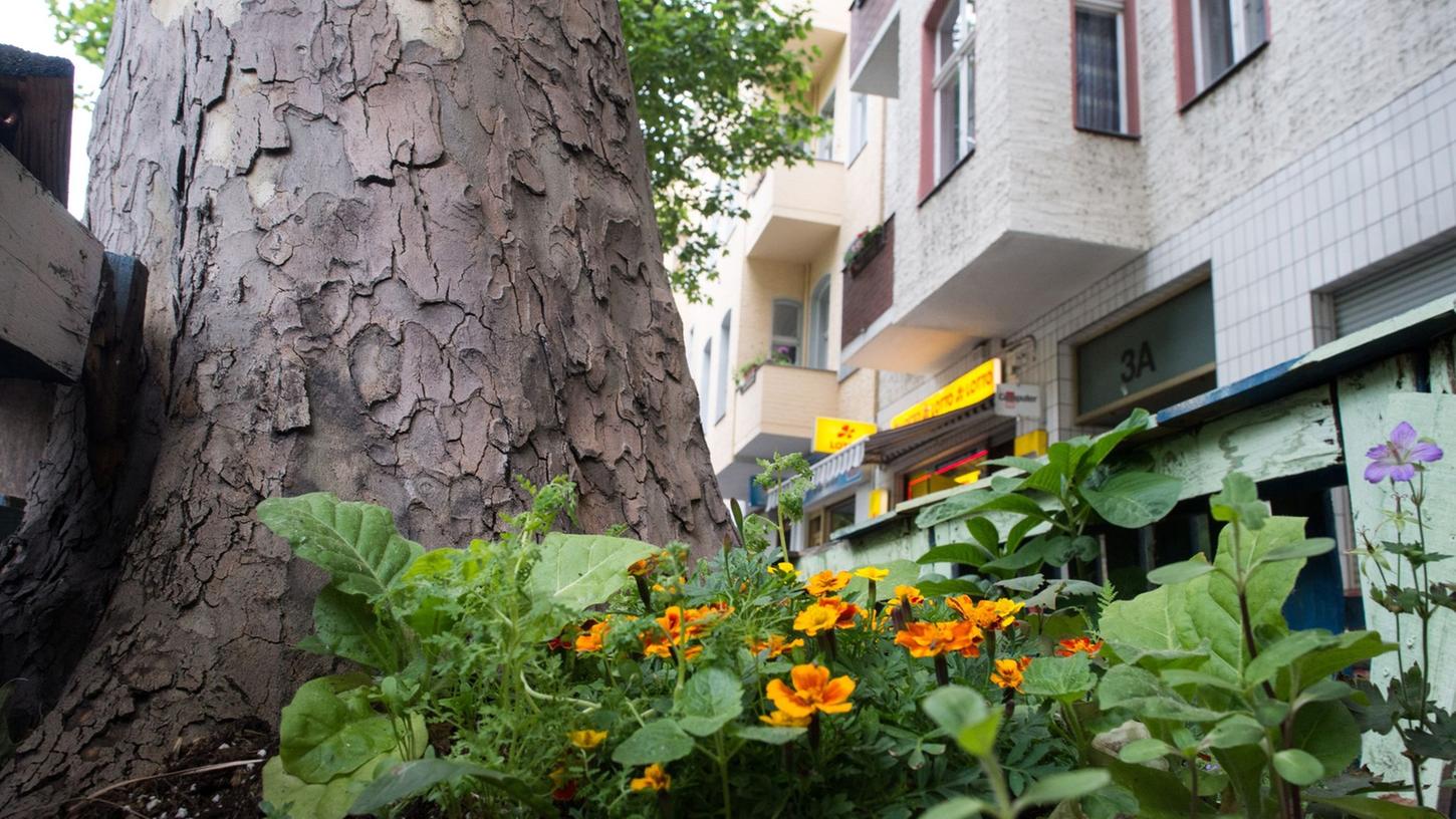 Immer öfter sieht man rings um Straßenbäume kleine Blumenbeete - das ist nicht nur hübsch anzusehen, sondern schützt unter Umständen auch die Bäume vor dem Vertrocknen.