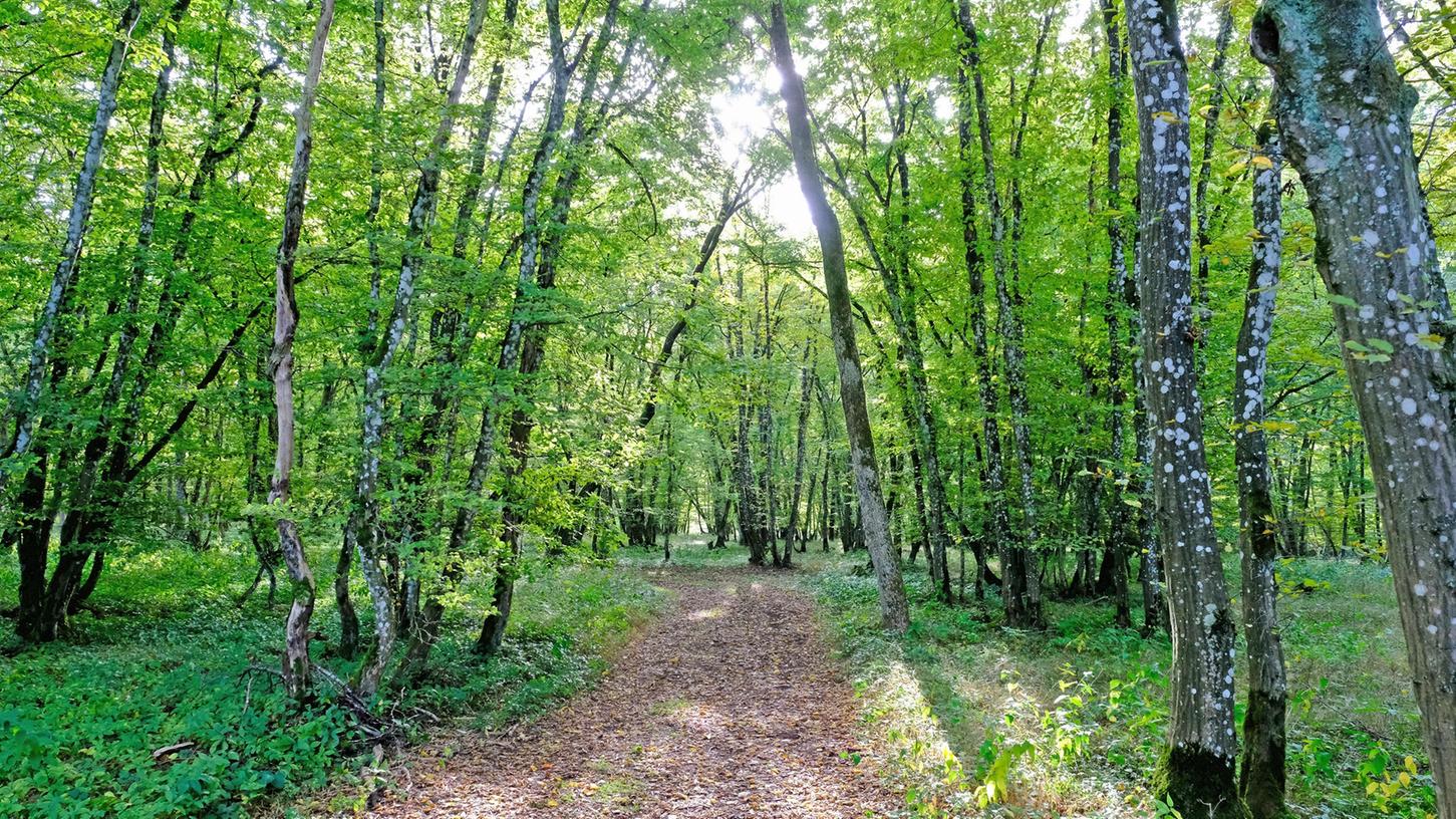 Das Forstamt kam nach eingehender Prüfung zu dem Schluss, dass es für Weißenburg kein Vorteil ist, Teile des Stadtwaldes zum Wohlleben-Wald zu machen.
Das Forstamt kam nach eingehender Prüfung zu dem Schluss, dass es für Weißenburg kein Vorteil ist, Teile des Stadtwaldes zum Wohlleben-Wald zu machen.