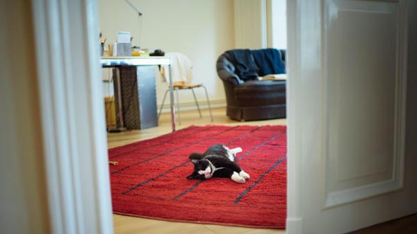 Laut der "dpa" machen Bewohnerinnen und Bewohner südlicher Länder genau das: Teppiche entfernen. Und auch die BzGA empfiehlt, Teppich an besonders heißen Tagen einzurollen, da auch sie Wärmespeicher sind. Außerdem: Wenn's draußen sehr warm ist, ist der Kontakt mit Fließen oder Holzböden deutlich angenehmer, als mit Teppichen.