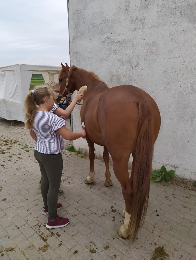 Wie wird ein Pferd gestriegelt und gepflegt? Auch das war schon Teil des Ferienprogramms in Bad Windsheim.
