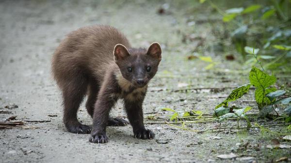 marten-881029_1280.jpg