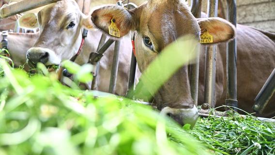 Mehrfach Drahtstücke ins Kuh-Futter gemischt: Sorgen um Tiere in einem Stall im Landkreis Ansbach
