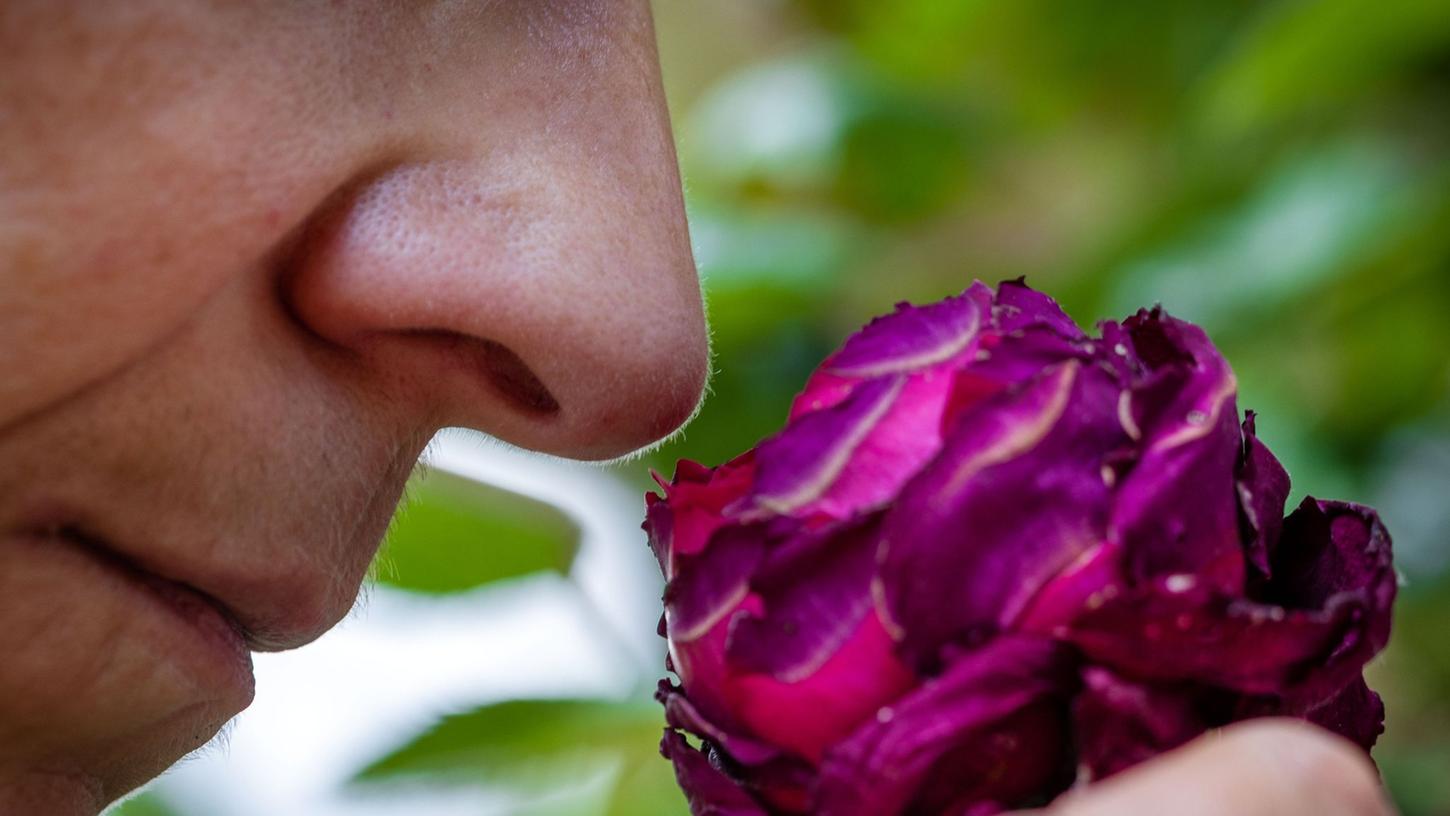 Riechen an einer Rosenblüte: Der Geruchssinn des Menschen ist auch für die mentale Gesundheit, harmonische Beziehungen und zum Lösung von Alltagsproblemen wichtig. Riechen an einer Rosenblüte: Der Geruchssinn des Menschen ist auch für die mentale Gesundheit, harmonische Beziehungen und zum Lösung von Alltagsproblemen wichtig.