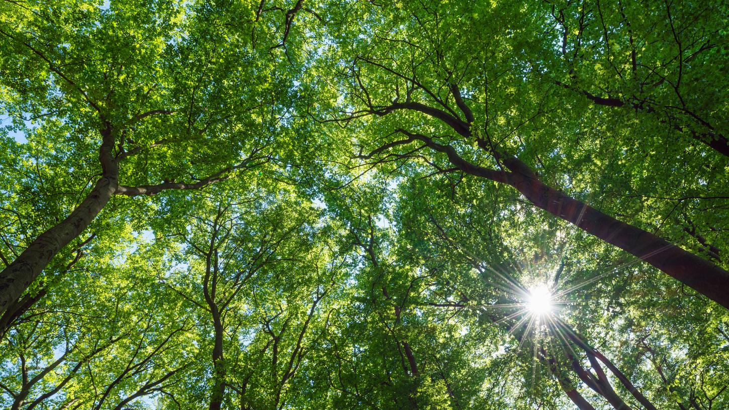 Die Strafen sollen nicht nur die Zerstörung des Baumes und seiner Umgebung verhindern - auch die Besucher sollen geschützt werden. Die Strafen sollen nicht nur die Zerstörung des Baumes und seiner Umgebung verhindern - auch die Besucher sollen geschützt werden.