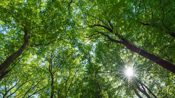 imago images 161468537