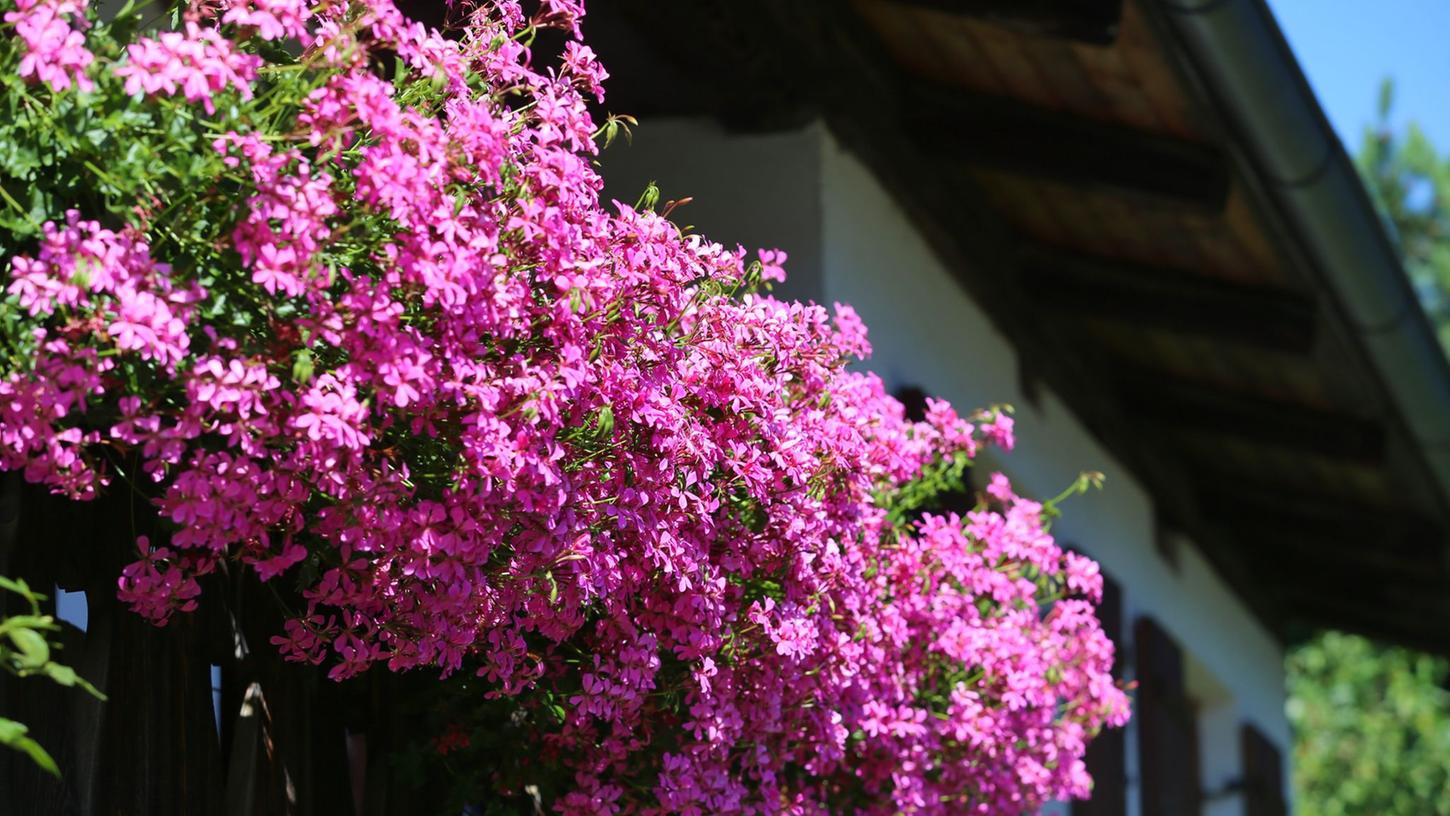 Den Wasserbedarf von Geranien darf man nicht unterschätzen: Ein 80 Zentimeter langer Blumenkasten schluckt etwa 2,5 Liter. Den Wasserbedarf von Geranien darf man nicht unterschätzen: Ein 80 Zentimeter langer Blumenkasten schluckt etwa 2,5 Liter.