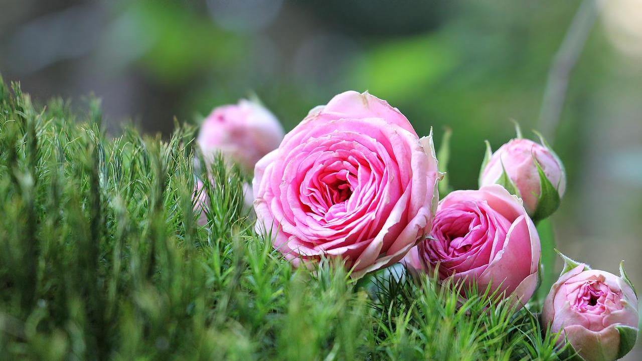 Der Lavendelduft von Rosen kann Schildläuse fernhalten.