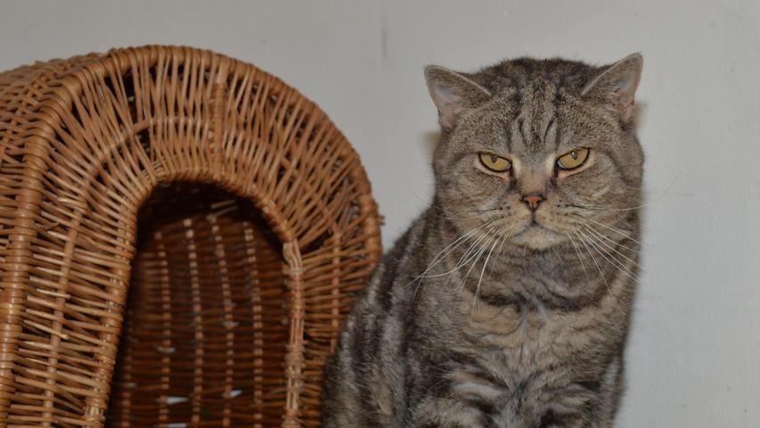 Der Britisch-Kurzhaar-Kater „Maxi“ wurde hier schon einmal vorgestellt, aber vielleicht klappt es ja für den dunkelgrau gestromten „Maxi“ im zweiten Anlauf mit einem neuen Zuhause. Als „Maxi“ ins Tierheim kam, weil seine Besitzerin in ein Pflegeheim umziehen musste, geriet für den 2008 geborenen Kater das ganze Leben aus den Fugen und damit kommt „Maxi“ überhaupt nicht klar. Er leidet sehr. Offenbar hatte er in seinem bisherigen Leben nicht viel Kontakt zu anderen, fremden Menschen und er war mehr oder weniger nur an seine Besitzerin gewöhnt. Deshalb schätzt er es auch nicht sonderlich, von fremden Menschen einfach mal so angefasst zu werden. Da kann es schon mal sein, dass er die Krallen ausfährt. „Maxi“ braucht also nicht nur viel Liebe und Verständnis, damit er wieder Vertrauen fassen kann, sondern auch viel Geduld und Menschen mit Katzenerfahrung, die seine Körpersprache lesen können. Nachdem „Maxi“ bisher immer in Wohnungshaltung war, sollte sein neues Zuhause auch wieder eine geräumige Wohnung sein und wenn da auch noch ein Balkon wäre, wo „Maxi“ ein wenig an der frischen Luft sitzen könnte, wäre es optimal. Bei wem darf der Unglücksrabe „Maxi“ noch einen schönen Lebensabend verbringen? Das Tierheim Neumarkt ist trotz der erfolgten Lockerungen noch immer bis auf Weiteres für Besucher, Gassigeher und Katzenstreichler geschlossen. Besuche und Tiervermittlungen können nur nach vorheriger telefonischer Terminvereinbarung stattfinden. Das Büro ist täglich (außer an Sonn- und Feiertagen) von 14.30 bis 17 Uhr unter der Telefonnummer (0 91 81) 2 28 62 erreichbar. In Notfällen und im Falle von Fundtieren ist das Tierheim ebenfalls unter dieser Telefonnummer erreichbar. Hier geht es zur Internet-Seite des Tierheims
Der Britisch-Kurzhaar-Kater „Maxi“ wurde hier schon einmal vorgestellt, aber vielleicht klappt es ja für den dunkelgrau gestromten „Maxi“ im zweiten Anlauf mit einem neuen Zuhause. Als „Maxi“ ins Tierheim kam, weil seine Besitzerin in ein Pflegeheim umziehen musste, geriet für den 2008 geborenen Kater das ganze Leben aus den Fugen und damit kommt „Maxi“ überhaupt nicht klar. Er leidet sehr. Offenbar hatte er in seinem bisherigen Leben nicht viel Kontakt zu anderen, fremden Menschen und er war mehr oder weniger nur an seine Besitzerin gewöhnt. Deshalb schätzt er es auch nicht sonderlich, von fremden Menschen einfach mal so angefasst zu werden. Da kann es schon mal sein, dass er die Krallen ausfährt. „Maxi“ braucht also nicht nur viel Liebe und Verständnis, damit er wieder Vertrauen fassen kann, sondern auch viel Geduld und Menschen mit Katzenerfahrung, die seine Körpersprache lesen können. Nachdem „Maxi“ bisher immer in Wohnungshaltung war, sollte sein neues Zuhause auch wieder eine geräumige Wohnung sein und wenn da auch noch ein Balkon wäre, wo „Maxi“ ein wenig an der frischen Luft sitzen könnte, wäre es optimal. Bei wem darf der Unglücksrabe „Maxi“ noch einen schönen Lebensabend verbringen? Das Tierheim Neumarkt ist trotz der erfolgten Lockerungen noch immer bis auf Weiteres für Besucher, Gassigeher und Katzenstreichler geschlossen. Besuche und Tiervermittlungen können nur nach vorheriger telefonischer Terminvereinbarung stattfinden. Das Büro ist täglich (außer an Sonn- und Feiertagen) von 14.30 bis 17 Uhr unter der Telefonnummer (0 91 81) 2 28 62 erreichbar. In Notfällen und im Falle von Fundtieren ist das Tierheim ebenfalls unter dieser Telefonnummer erreichbar. Hier geht es zur Internet-Seite des Tierheims