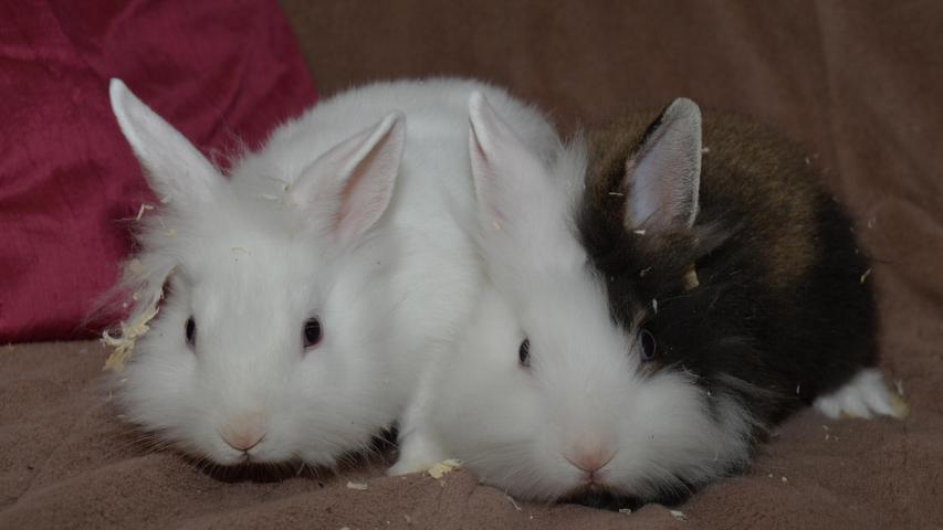 Für die zwei Kaninchenbuben fängt dagegen das Leben erst an. Die Kaninchenmutter kam im April bereits trächtig ins Tierheim und Anfang Mai wurden die beiden Jungs geboren. Die Kaninchen sind mittlerweile auch kastriert, so dass der Friede unter den Brüdern erhalten bleibt. Die beiden Jungs möchten nun ein eigenes, liebevolles und vor allem artgerechtes Zuhause, und zwar für immer. Wissen sollte man, dass so ein Kaninchenleben durchaus zehn Jahre dauern kann. Das Tierheim Neumarkt ist trotz der erfolgten Lockerungen noch immer bis auf Weiteres für Besucher, Gassigeher und Katzenstreichler geschlossen. Besuche und Tiervermittlungen können nur nach vorheriger telefonischer Terminvereinbarung stattfinden. Das Büro ist täglich (außer an Sonn- und Feiertagen) von 14.30 bis 17 Uhr unter der Telefonnummer (0 91 81) 2 28 62 erreichbar. In Notfällen und im Falle von Fundtieren ist das Tierheim ebenfalls unter dieser Telefonnummer erreichbar. Hier geht es zur Internet-Seite des Tierheims
Für die zwei Kaninchenbuben fängt dagegen das Leben erst an. Die Kaninchenmutter kam im April bereits trächtig ins Tierheim und Anfang Mai wurden die beiden Jungs geboren. Die Kaninchen sind mittlerweile auch kastriert, so dass der Friede unter den Brüdern erhalten bleibt. Die beiden Jungs möchten nun ein eigenes, liebevolles und vor allem artgerechtes Zuhause, und zwar für immer. Wissen sollte man, dass so ein Kaninchenleben durchaus zehn Jahre dauern kann. Das Tierheim Neumarkt ist trotz der erfolgten Lockerungen noch immer bis auf Weiteres für Besucher, Gassigeher und Katzenstreichler geschlossen. Besuche und Tiervermittlungen können nur nach vorheriger telefonischer Terminvereinbarung stattfinden. Das Büro ist täglich (außer an Sonn- und Feiertagen) von 14.30 bis 17 Uhr unter der Telefonnummer (0 91 81) 2 28 62 erreichbar. In Notfällen und im Falle von Fundtieren ist das Tierheim ebenfalls unter dieser Telefonnummer erreichbar. Hier geht es zur Internet-Seite des Tierheims