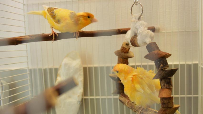 Auch Kanarienvögel haben eine ähnliche Lebenserwartung, wobei das hier abgebildete Kanarienpärchen schon am 29. April 2018 geschlüpft ist. Im Tierheim Neumarkt wurden insgesamt zwei Kanarienpaare abgegeben, die nun auf der Suche nach einem neuen Zuhause sind. Kanarienvögel sollten mindestens zu zweit leben, noch besser sind Gruppen. Und sie benötigen viel Platz, denn sie wollen fliiiiiiiegen. Das Tierheim Neumarkt ist trotz der erfolgten Lockerungen noch immer bis auf Weiteres für Besucher, Gassigeher und Katzenstreichler geschlossen. Besuche und Tiervermittlungen können nur nach vorheriger telefonischer Terminvereinbarung stattfinden. Das Büro ist täglich (außer an Sonn- und Feiertagen) von 14.30 bis 17 Uhr unter der Telefonnummer (0 91 81) 2 28 62 erreichbar. In Notfällen und im Falle von Fundtieren ist das Tierheim ebenfalls unter dieser Telefonnummer erreichbar. Hier geht es zur Internet-Seite des Tierheims
Auch Kanarienvögel haben eine ähnliche Lebenserwartung, wobei das hier abgebildete Kanarienpärchen schon am 29. April 2018 geschlüpft ist. Im Tierheim Neumarkt wurden insgesamt zwei Kanarienpaare abgegeben, die nun auf der Suche nach einem neuen Zuhause sind. Kanarienvögel sollten mindestens zu zweit leben, noch besser sind Gruppen. Und sie benötigen viel Platz, denn sie wollen fliiiiiiiegen. Das Tierheim Neumarkt ist trotz der erfolgten Lockerungen noch immer bis auf Weiteres für Besucher, Gassigeher und Katzenstreichler geschlossen. Besuche und Tiervermittlungen können nur nach vorheriger telefonischer Terminvereinbarung stattfinden. Das Büro ist täglich (außer an Sonn- und Feiertagen) von 14.30 bis 17 Uhr unter der Telefonnummer (0 91 81) 2 28 62 erreichbar. In Notfällen und im Falle von Fundtieren ist das Tierheim ebenfalls unter dieser Telefonnummer erreichbar. Hier geht es zur Internet-Seite des Tierheims