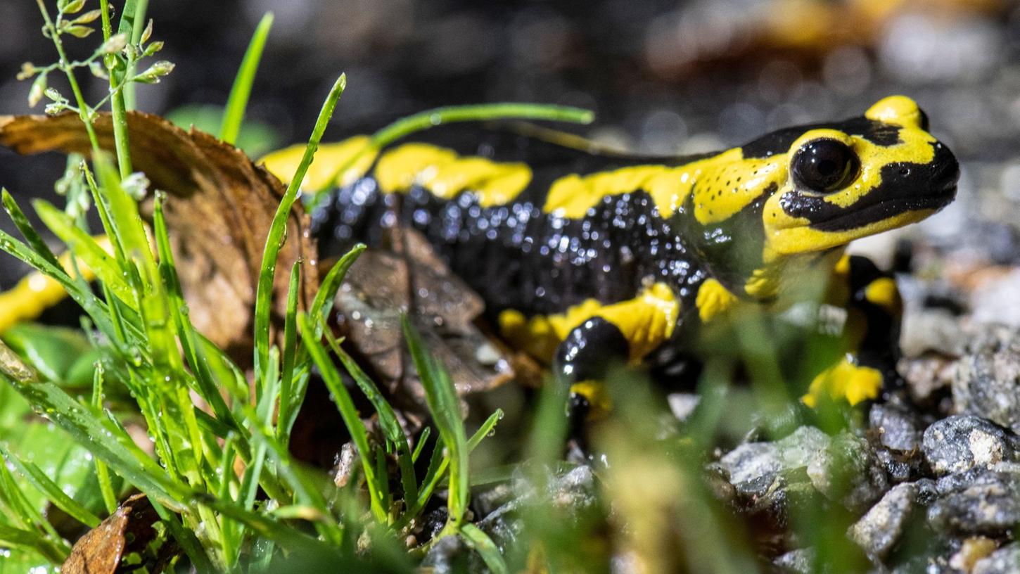Ein Feuersalamander kriecht über den Waldboden. Die Trockenheit macht dem schwarz-gelben Amphibien und seinem Nachwuchs zu schaffen.