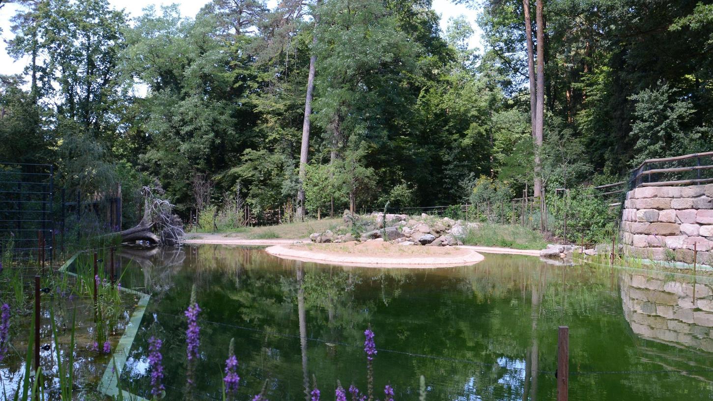 Die neue, mehr als 1 000 Quadratmeter große Anlage der Wasserbüffel besteht unter anderem aus einem großen Wasserbecken, einem Bachlauf, einer Mauer aus recyceltem Sandstein und asiatischen Baum- und Straucharten.
Die neue, mehr als 1 000 Quadratmeter große Anlage der Wasserbüffel besteht unter anderem aus einem großen Wasserbecken, einem Bachlauf, einer Mauer aus recyceltem Sandstein und asiatischen Baum- und Straucharten.