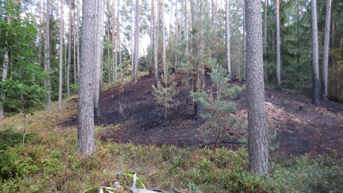 Zu einem erneuten Waldbrand wurde die Feuerwehr in der Nacht zum 2. August in Mischelbach gerufen.
