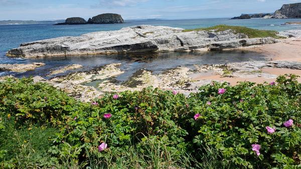 Blick auf den Strand bei Ballintoy Harbour. Gerade blühen die Buschrosen.