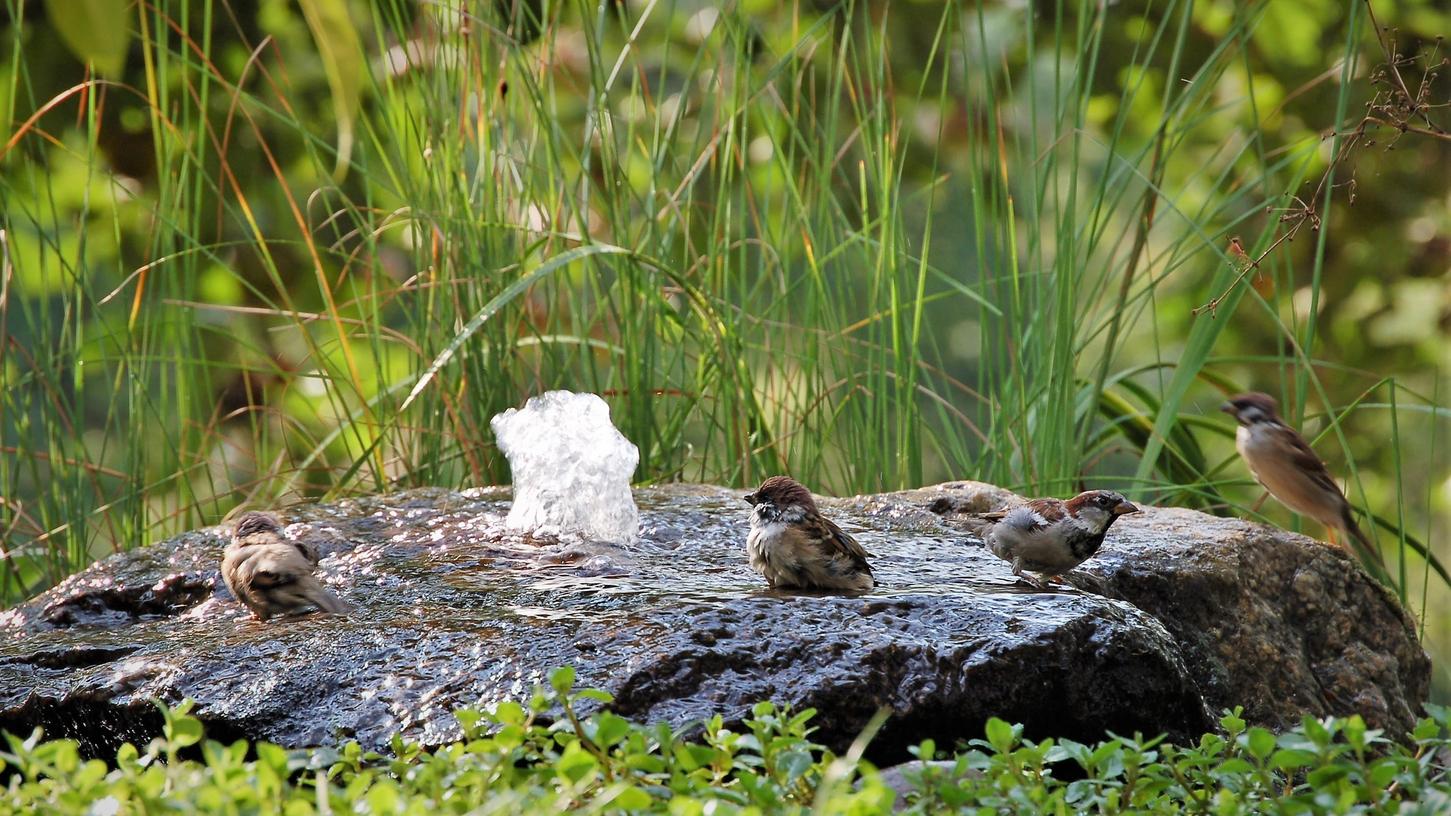 Hilfe bei Hitze: Quellsteine im Garten versorgen Vögel und Insekten mit lebensrettendem Wasser.