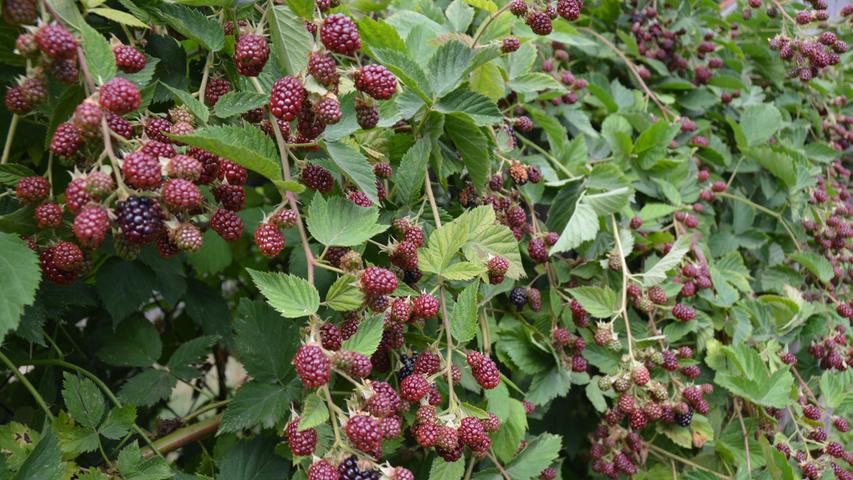 Reiche Ernte: Brombeersträucher tragen heuer gut – und pflücken kann man die leuchtend schwarzen Beeren oft noch bis in den Oktober hinein. Reiche Ernte: Brombeersträucher tragen heuer gut – und pflücken kann man die leuchtend schwarzen Beeren oft noch bis in den Oktober hinein.