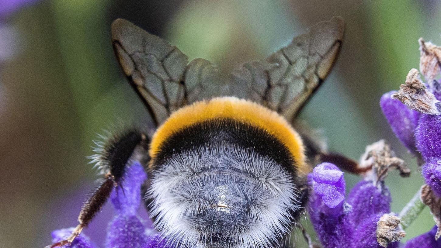 Eine Hummel (Bombus) sammelt auf einer Lavendelpflanze Pollen ein. Eine Hummel (Bombus) sammelt auf einer Lavendelpflanze Pollen ein.